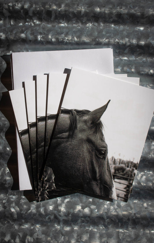 Black & White Horse Folded Notecards 5 Pack
